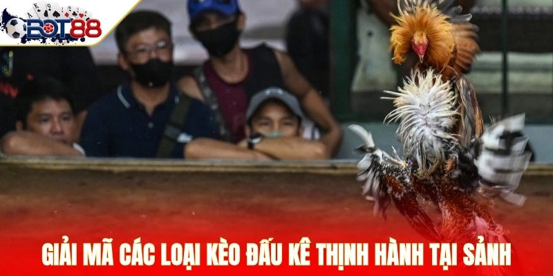 Giải mã các loại kèo đấu kê thịnh hành tại sảnh