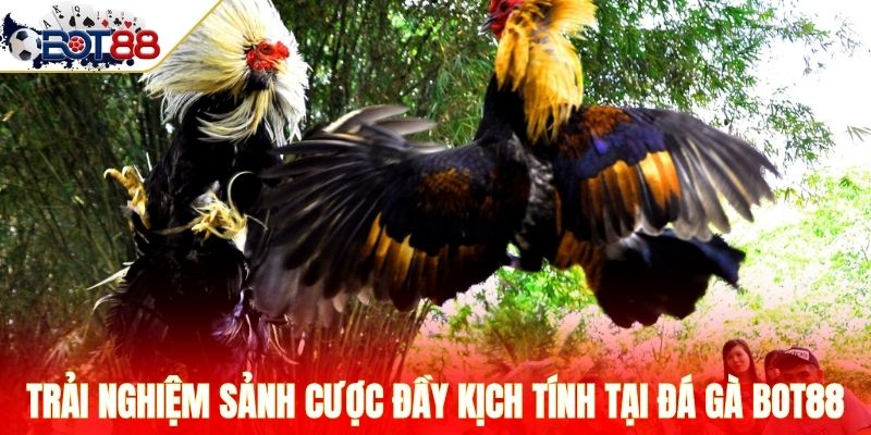 Trải nghiệm sảnh cược đầy kịch tính tại đá gà Bot88